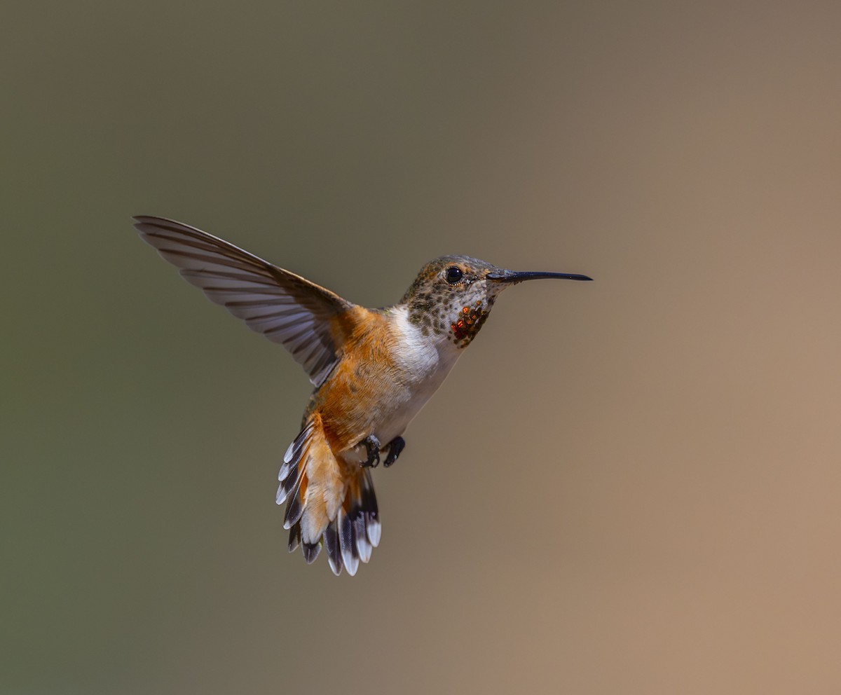 Allen's Hummingbird - Roger Uzun