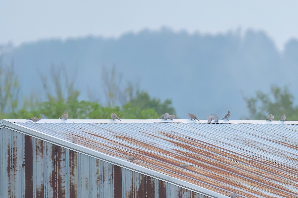 White-winged Dove - Steve Wheat