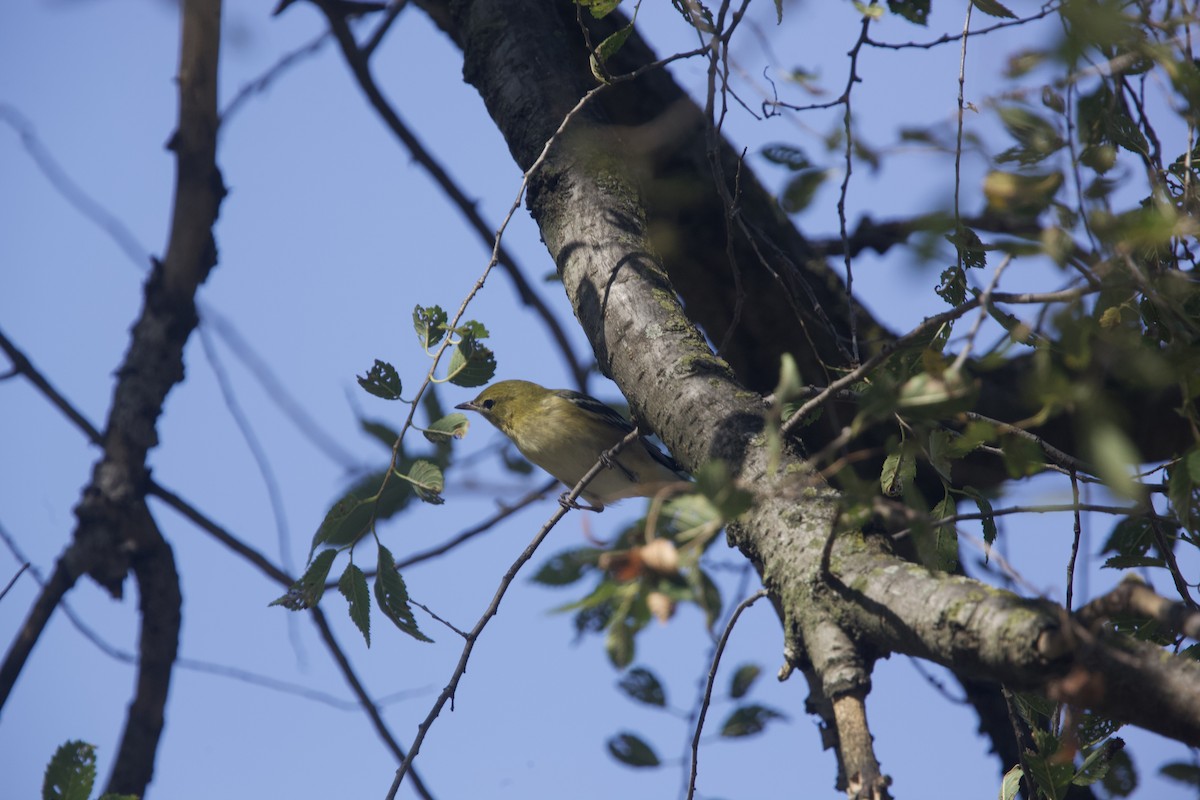 Bay-breasted Warbler - ML623720508