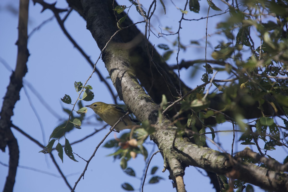 Bay-breasted Warbler - ML623720509