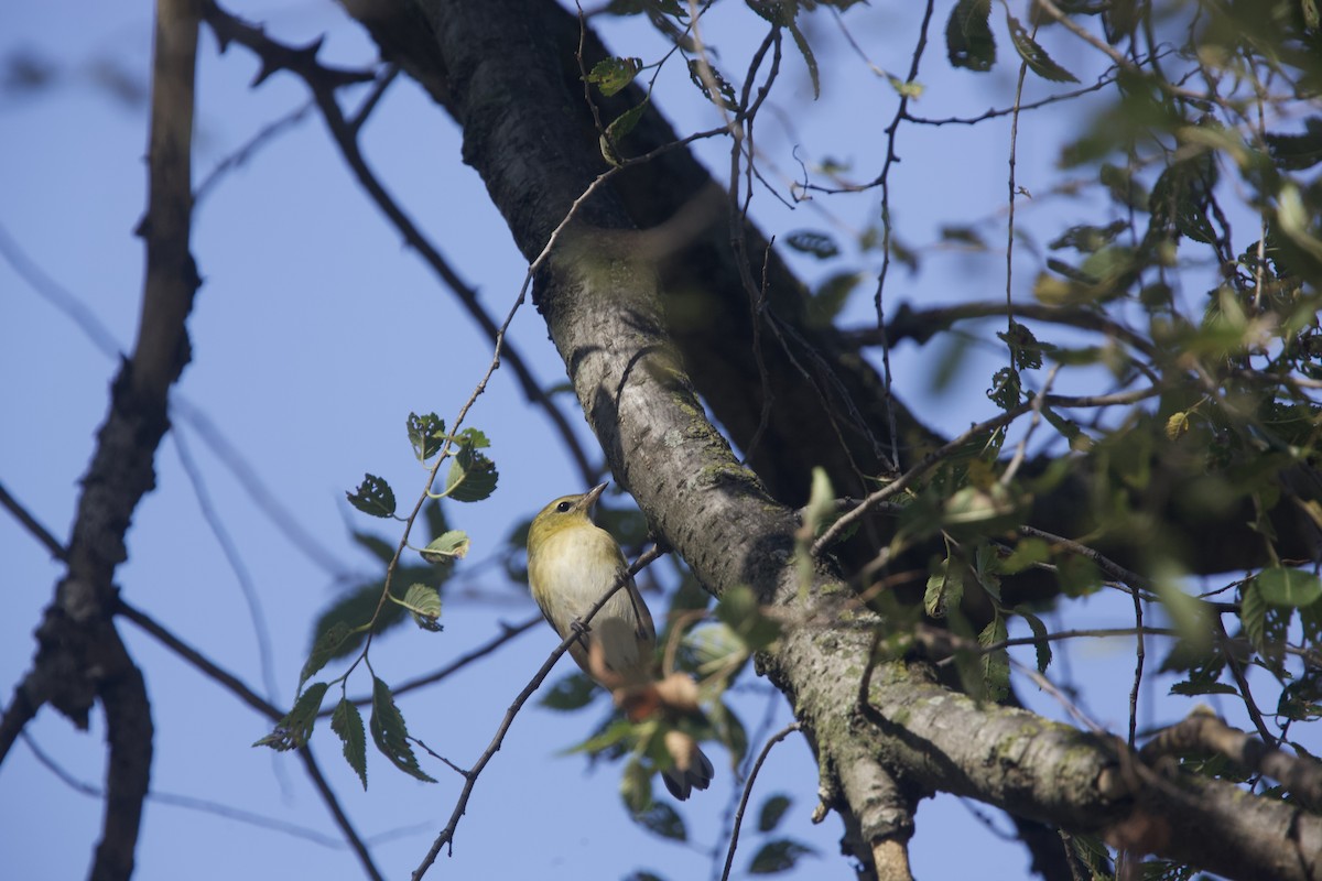 Bay-breasted Warbler - ML623720510