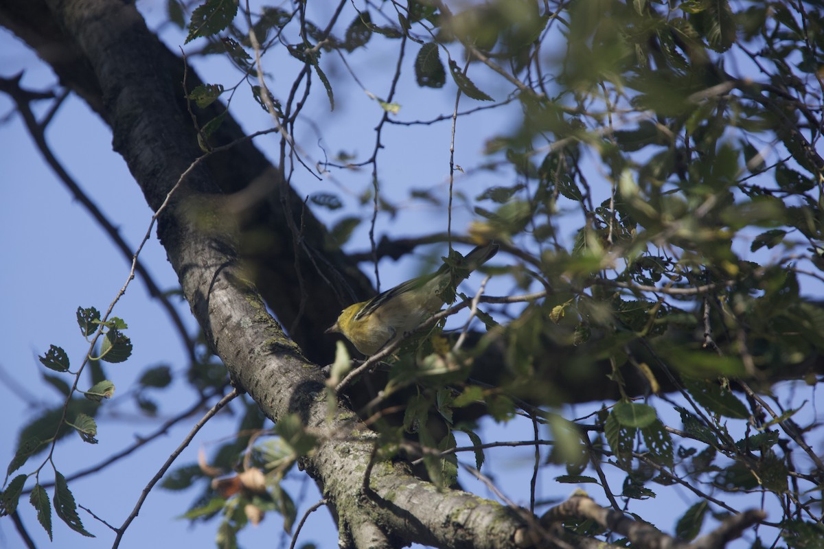 Bay-breasted Warbler - ML623720511