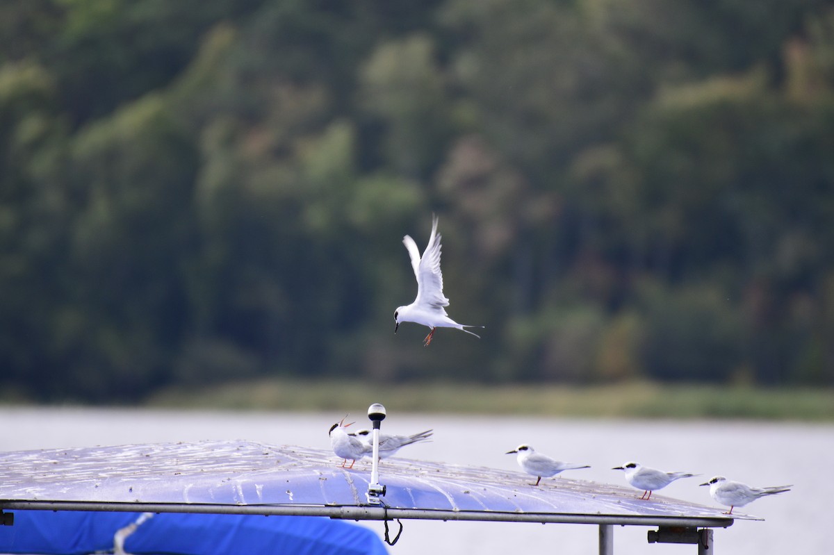 Forster's Tern - ML623720517