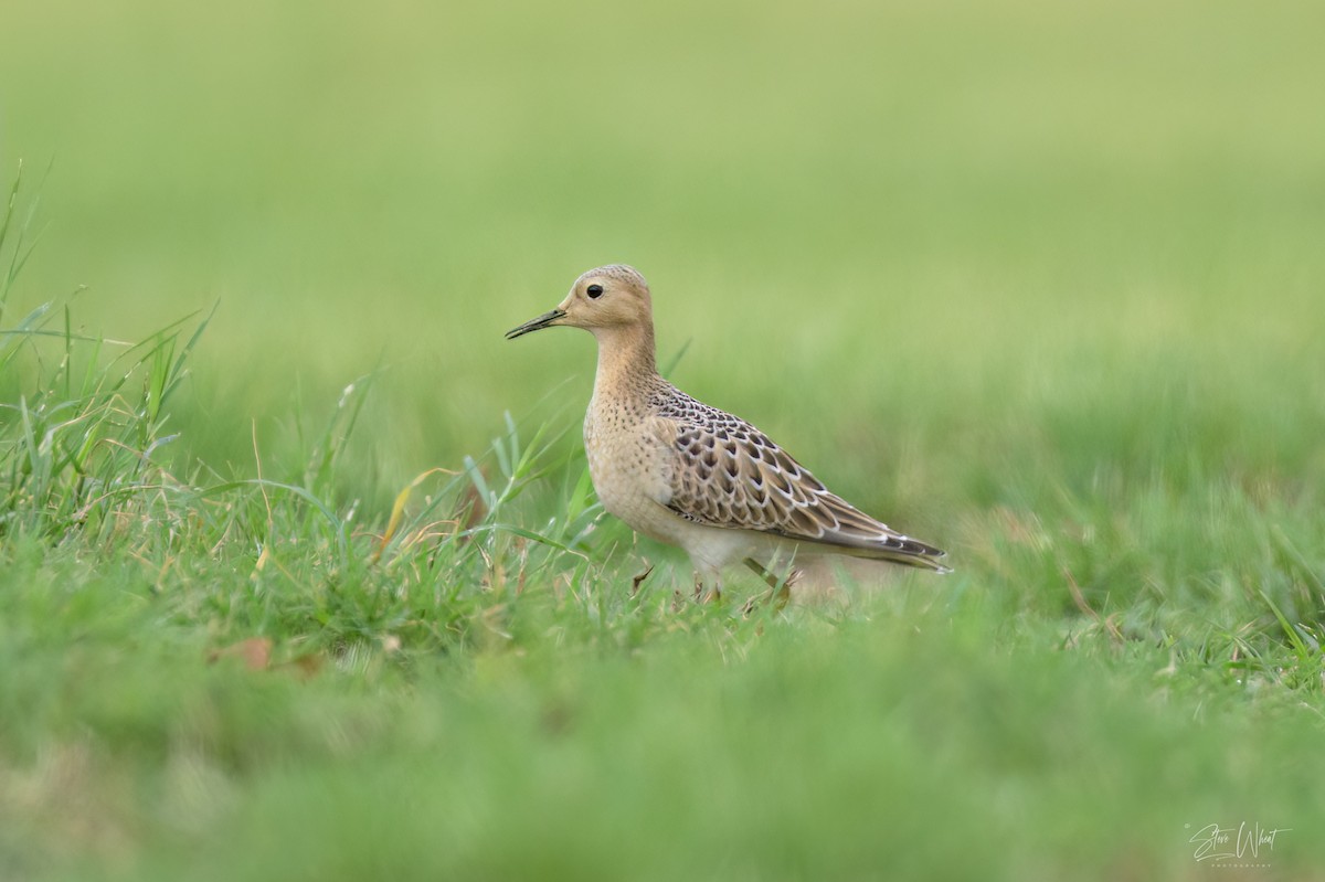 Buff-breasted Sandpiper - ML623720518