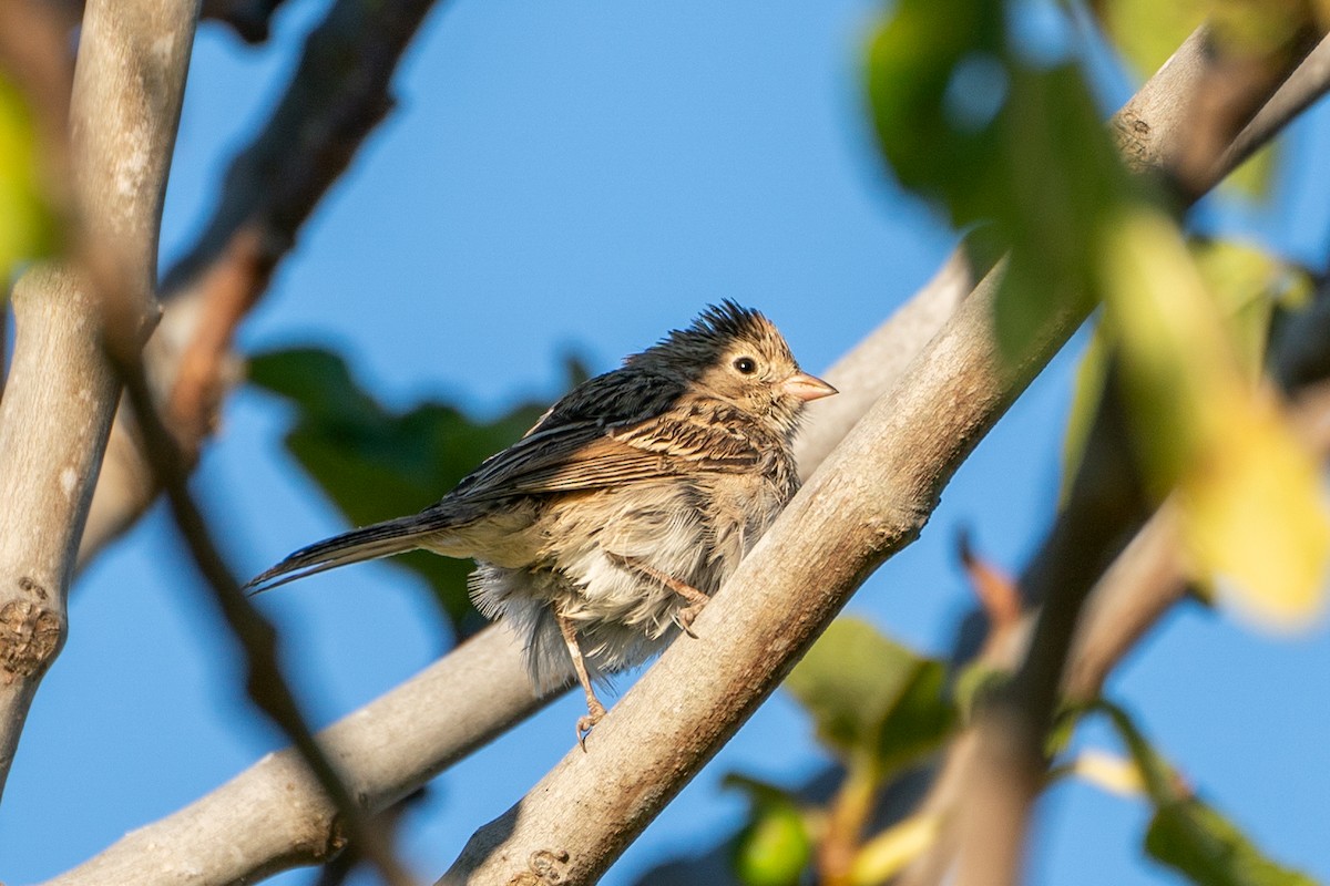 Brewer's Sparrow - ML623720537