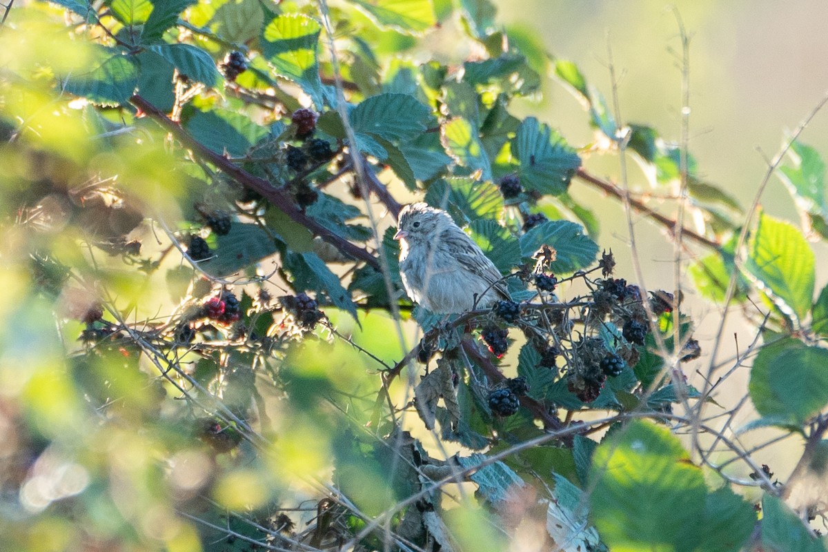 Brewer's Sparrow - ML623720538