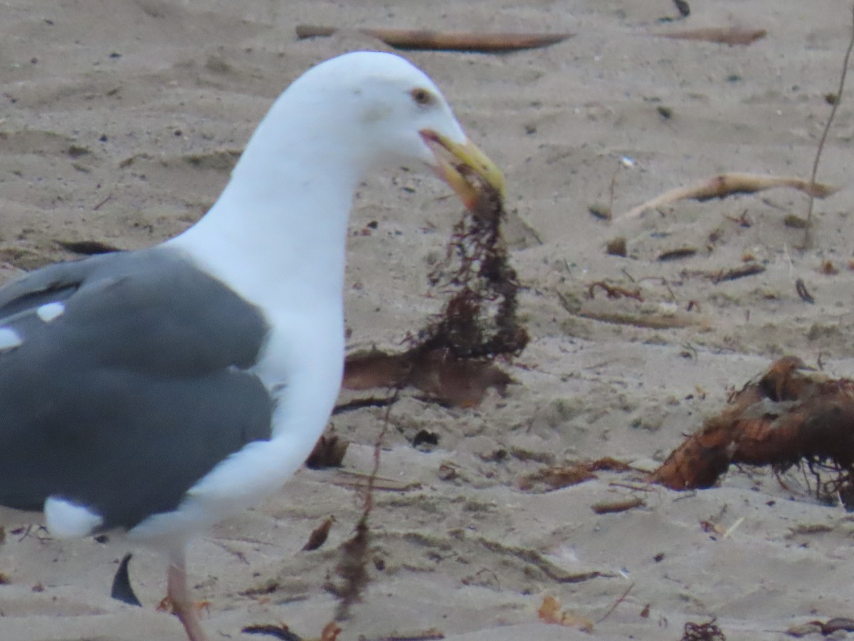 Western Gull - Marie Barnidge-McIntyre