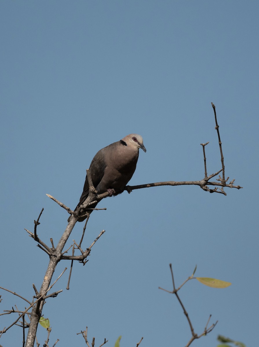 Red-eyed Dove - ML623720540