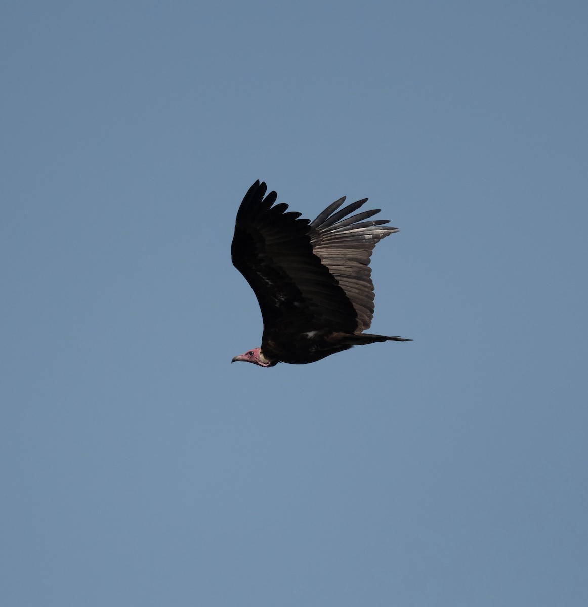 Hooded Vulture - ML623720563