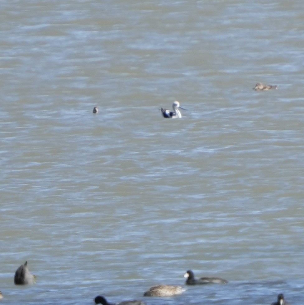 Avoceta Americana - ML623720589