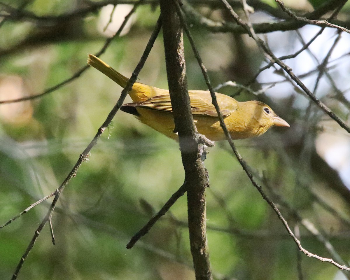 Summer Tanager - ML623720608