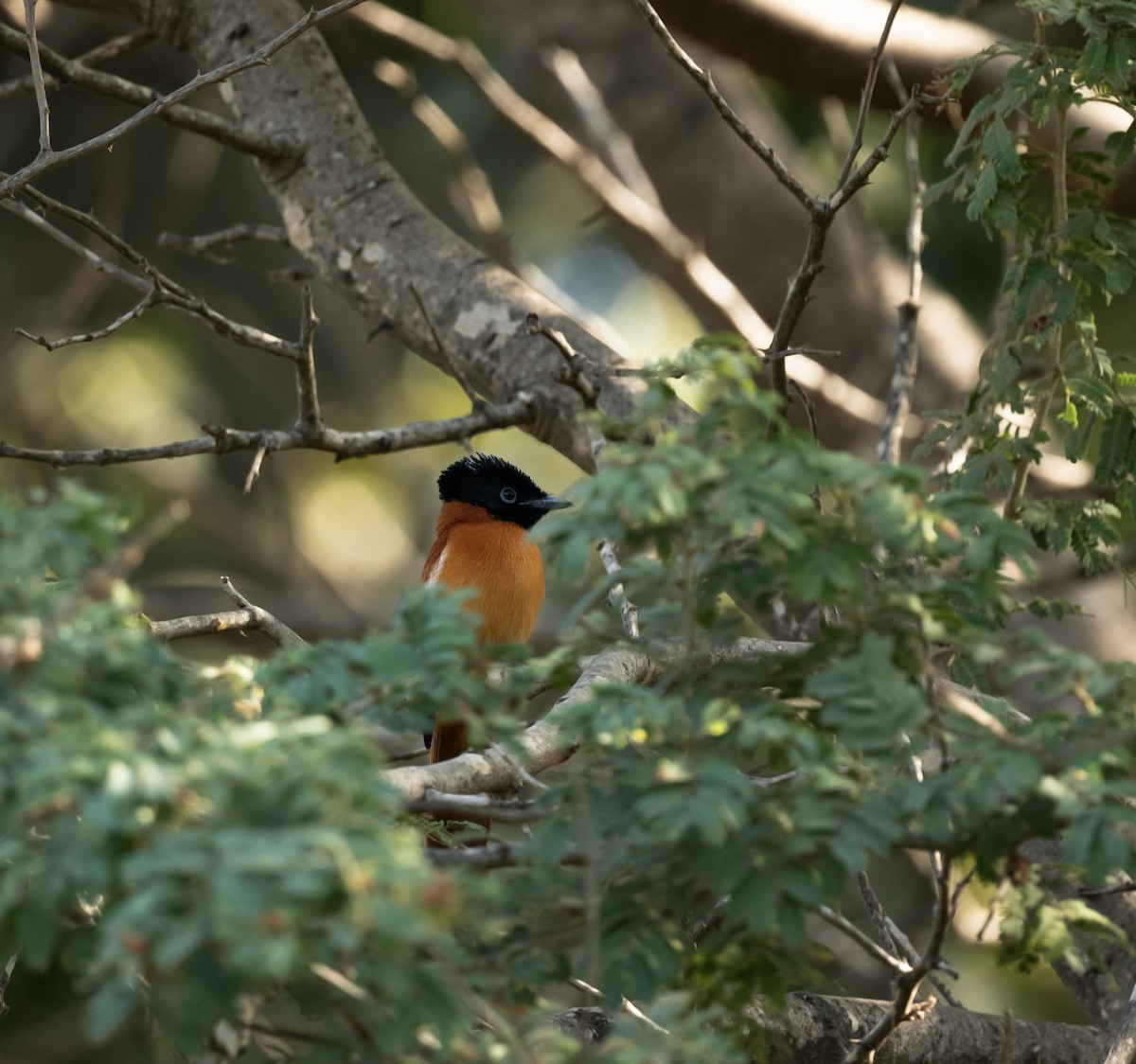 Black-headed Paradise-Flycatcher - ML623720611