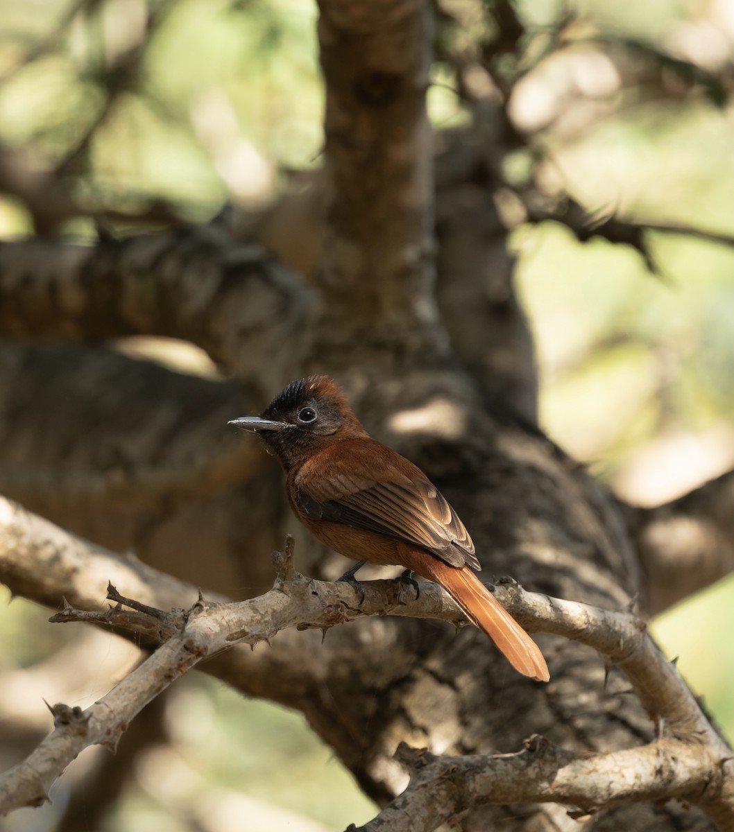 Black-headed Paradise-Flycatcher - ML623720612