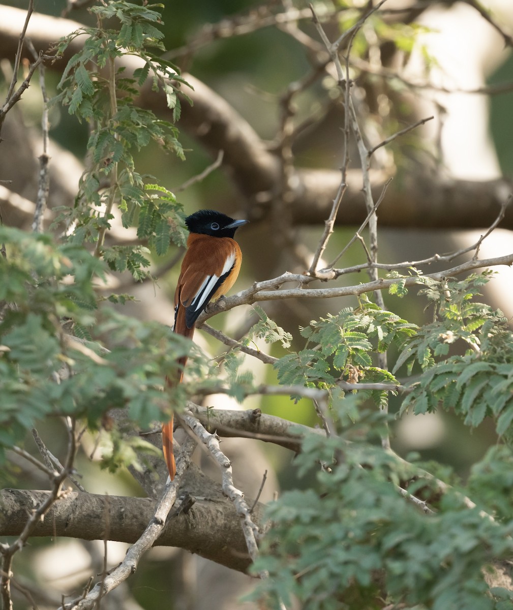 Black-headed Paradise-Flycatcher - ML623720613