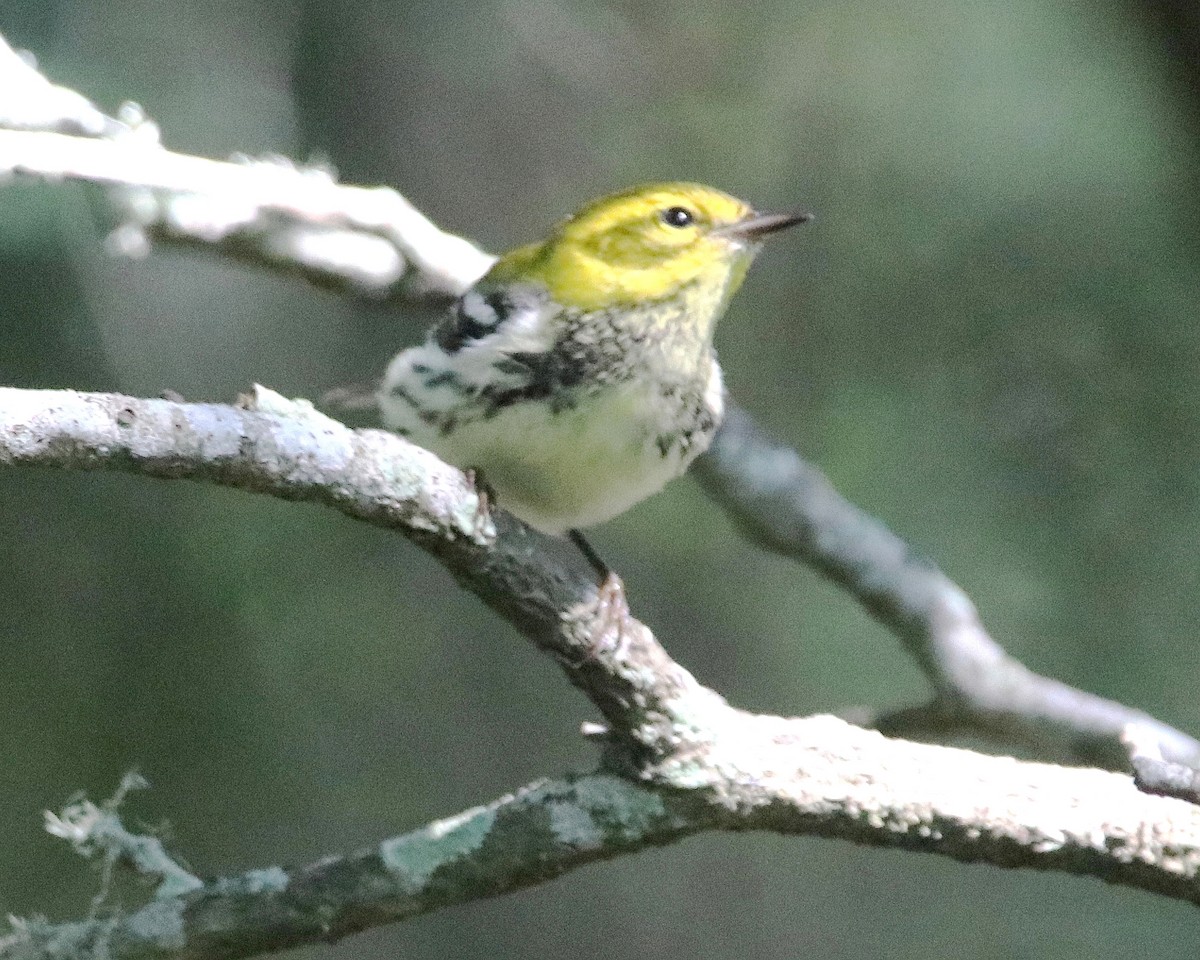 Black-throated Green Warbler - ML623720618