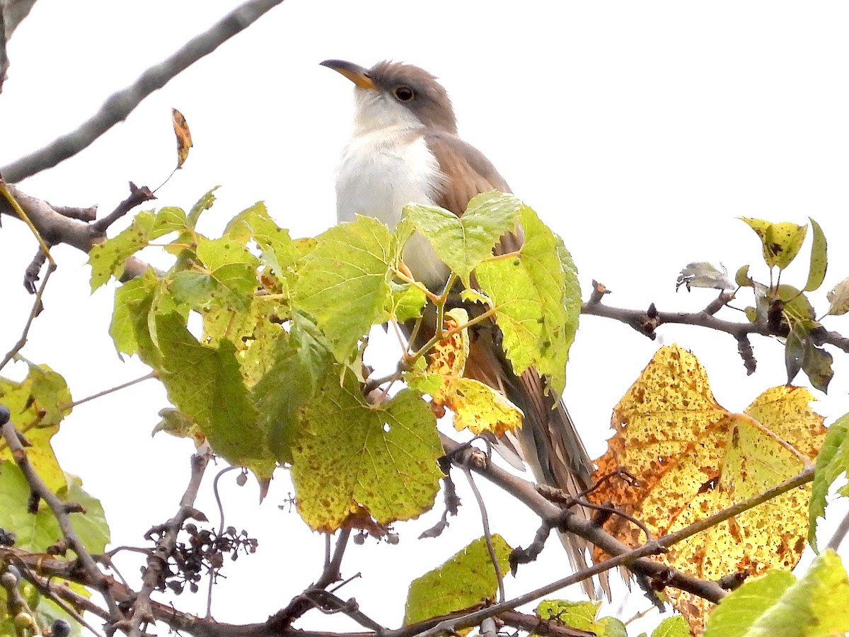 Yellow-billed Cuckoo - ML623720624