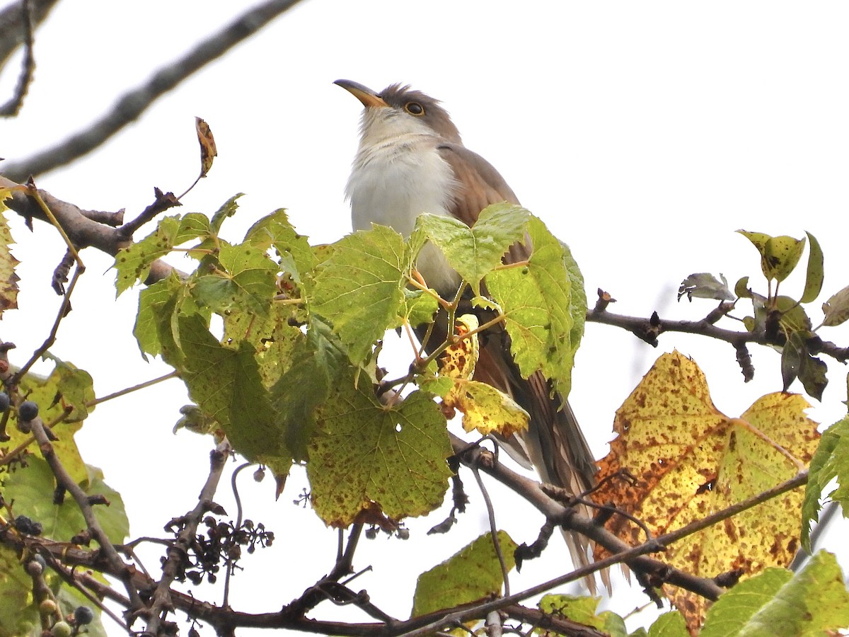 Yellow-billed Cuckoo - ML623720625