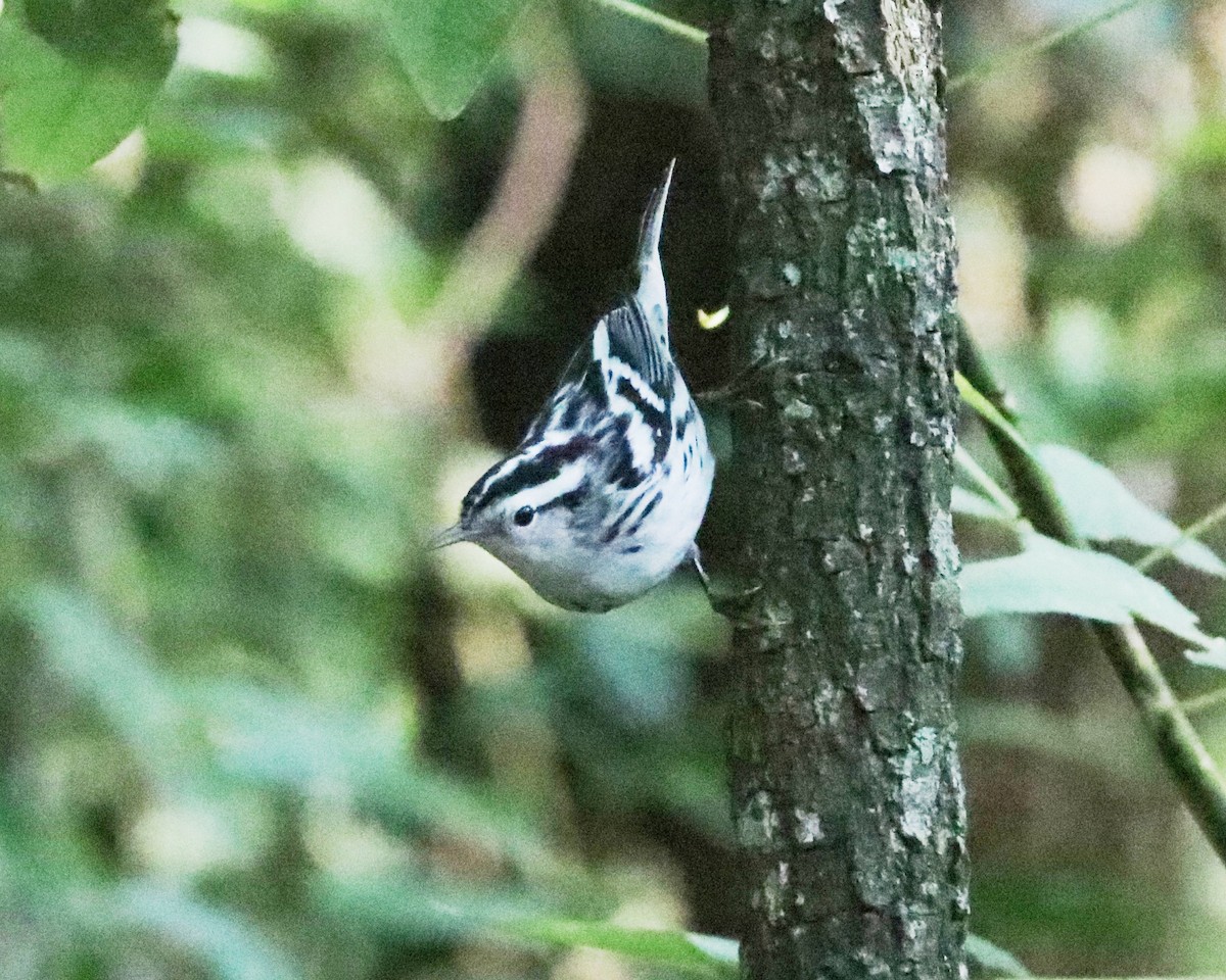 Black-and-white Warbler - ML623720626