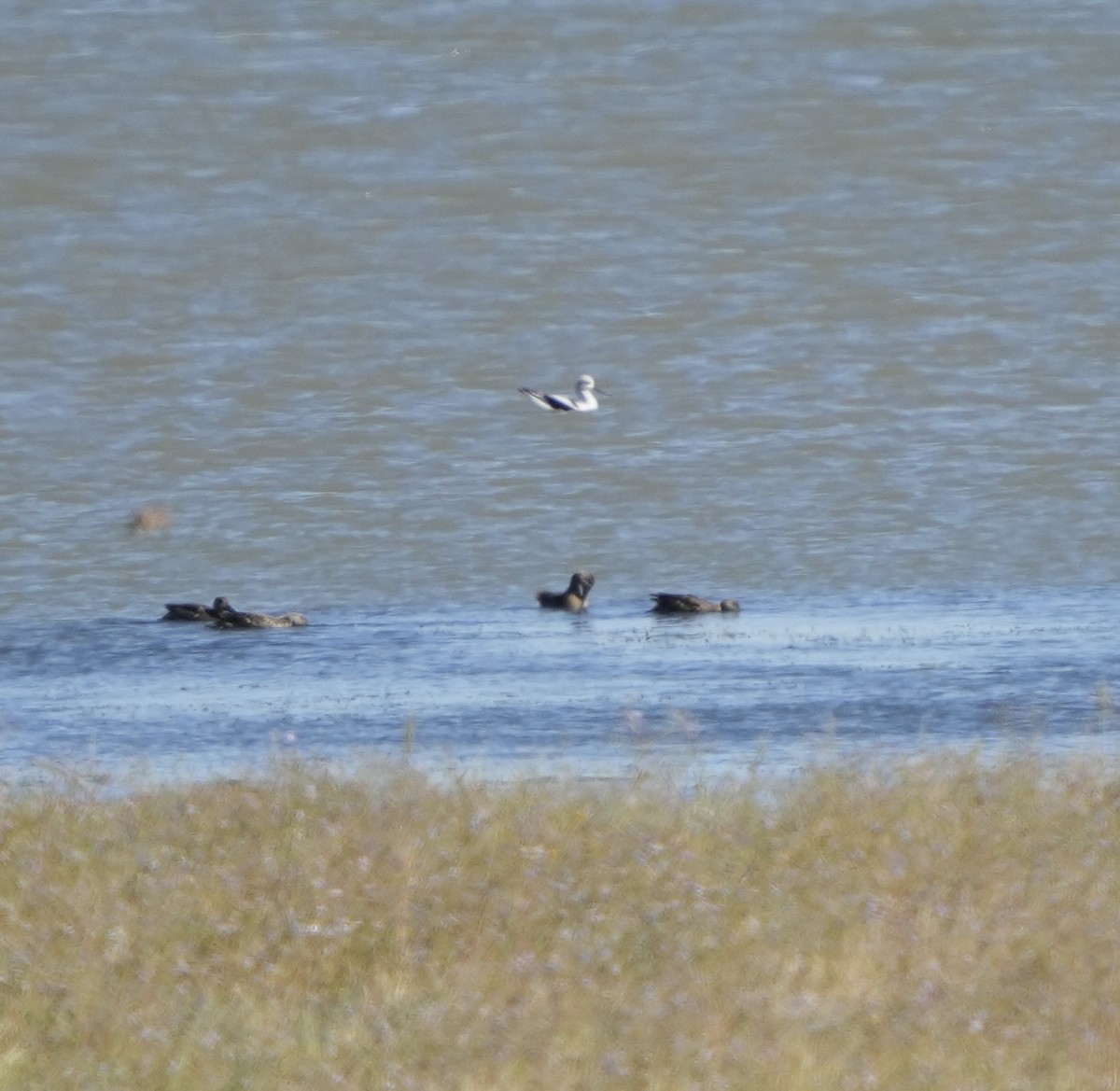 Avoceta Americana - ML623720627