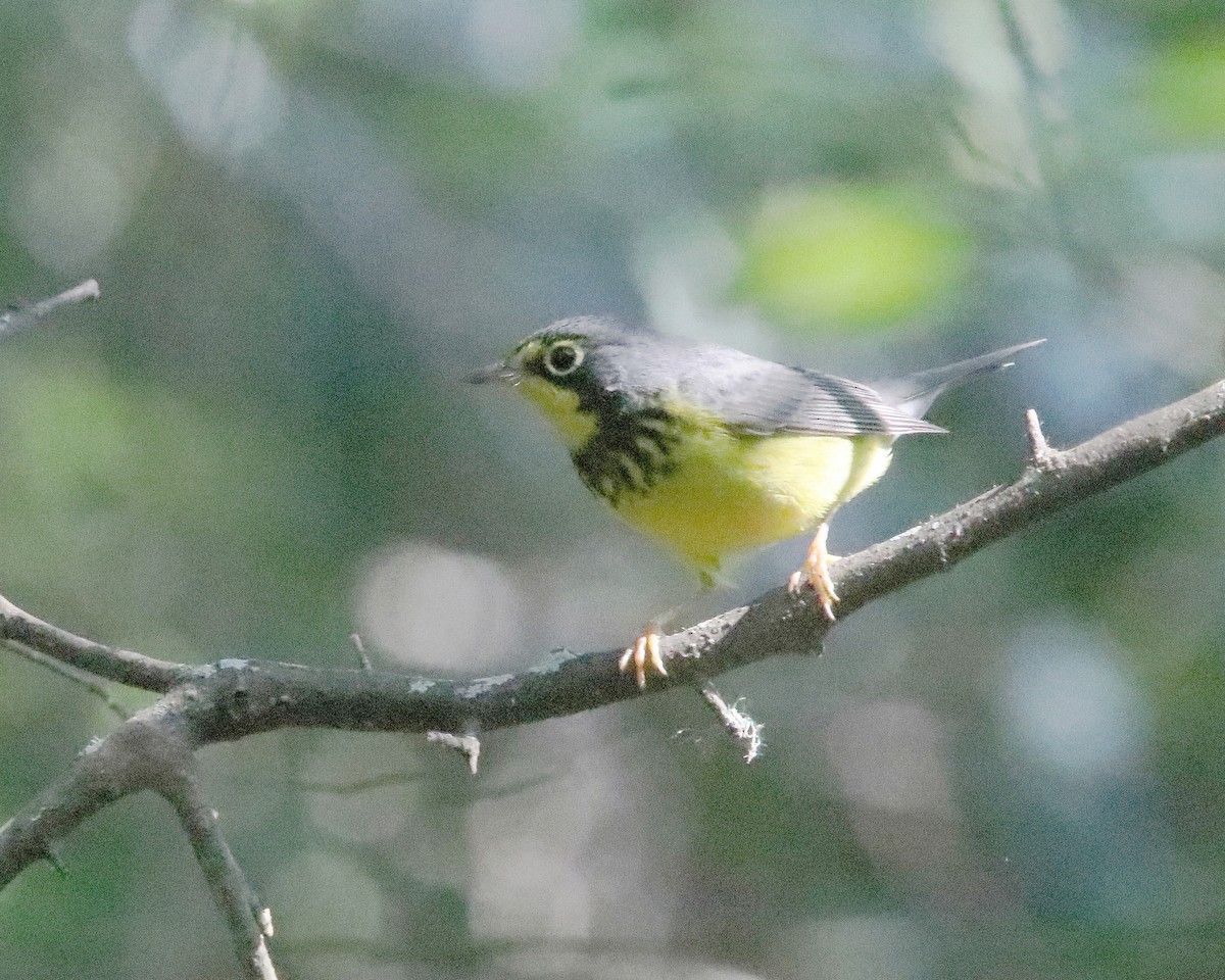 Canada Warbler - ML623720637