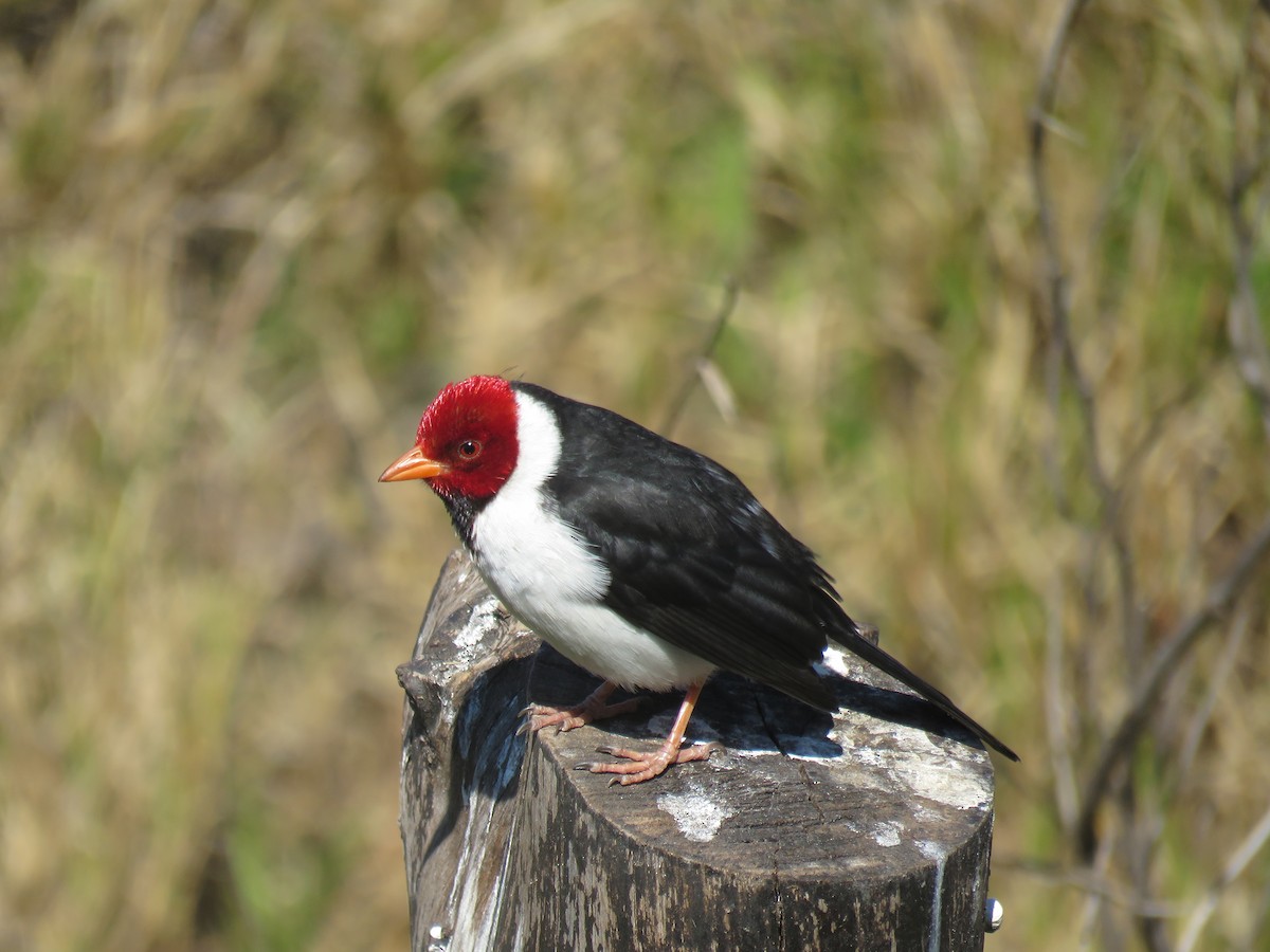 Yellow-billed Cardinal - ML623720649