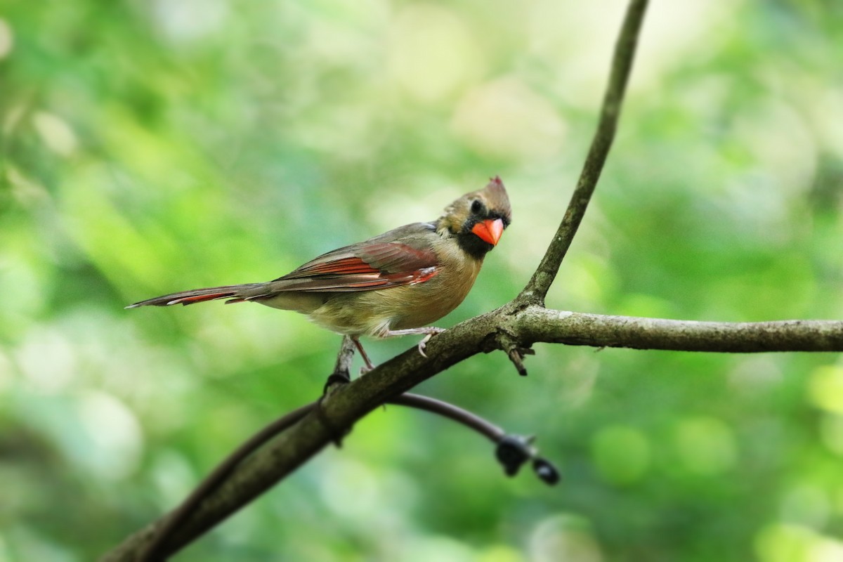 Northern Cardinal - Robert Becker