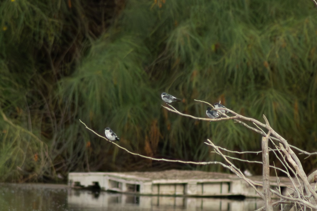 Hirondelle des mangroves - ML623720677