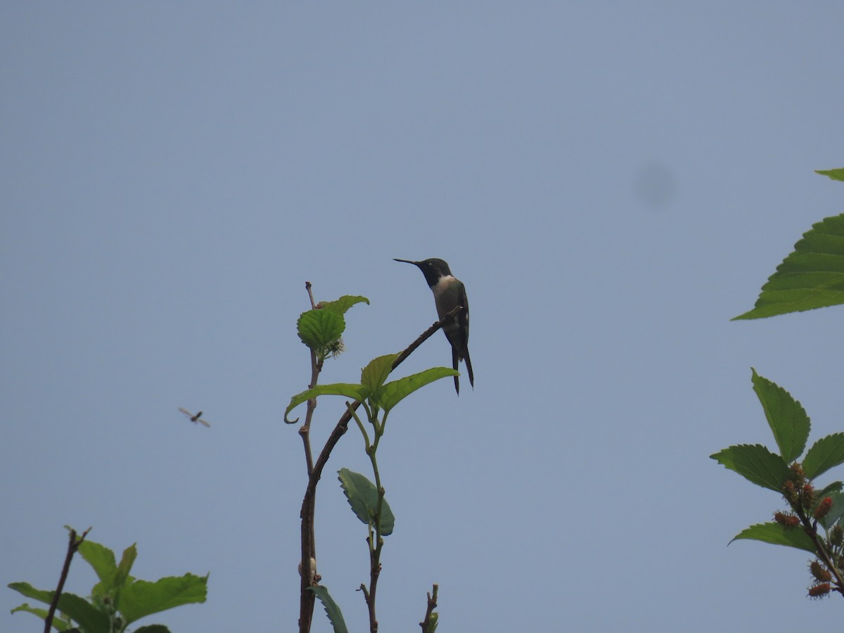 Colibrí Amatista - ML623720681