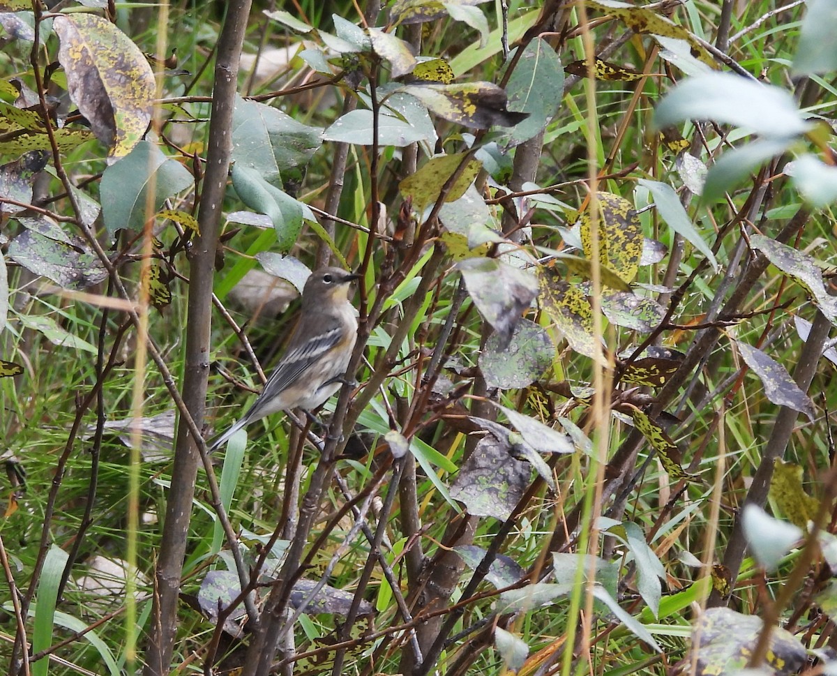 Yellow-rumped Warbler - ML623720686