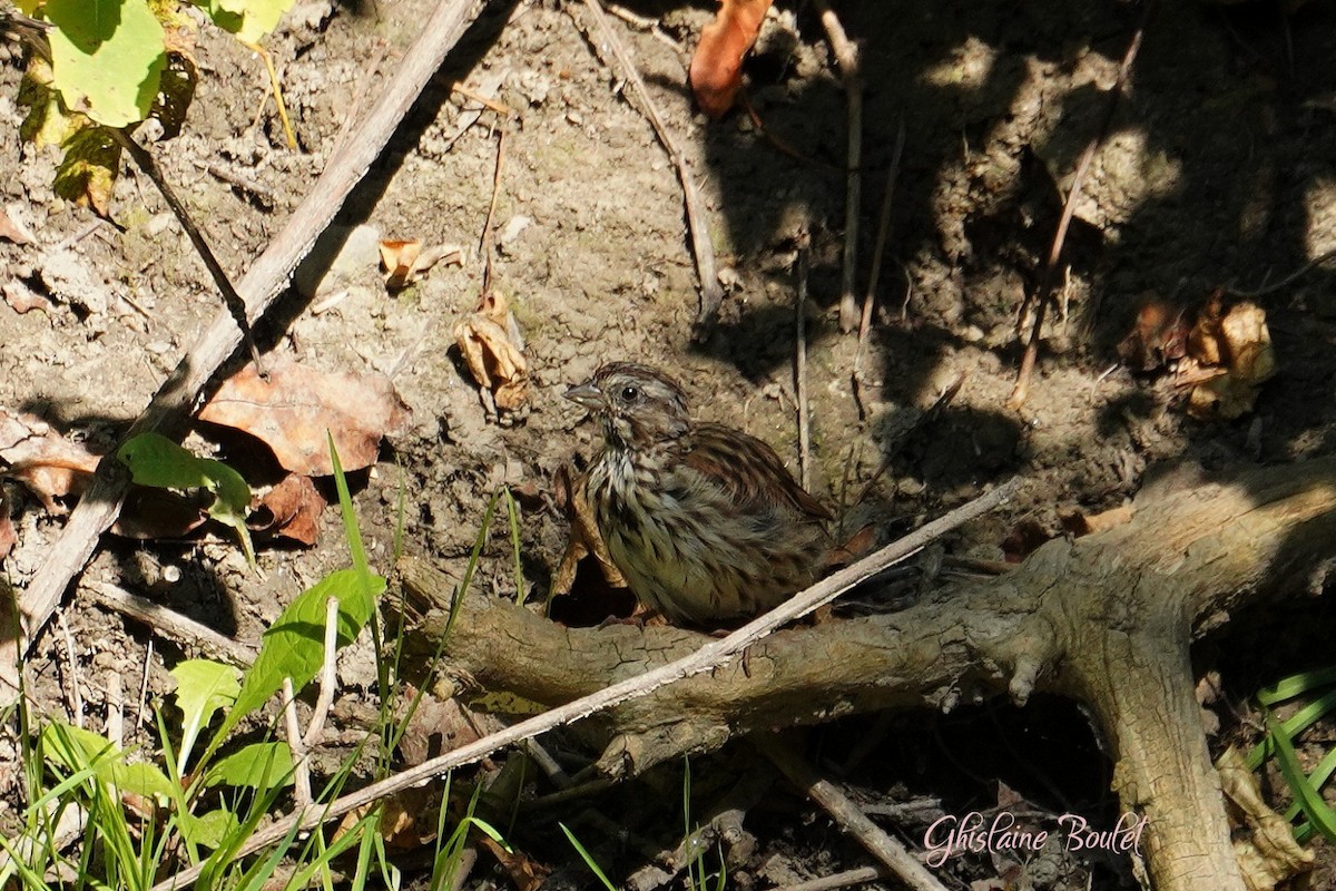 Song Sparrow - ML623720718