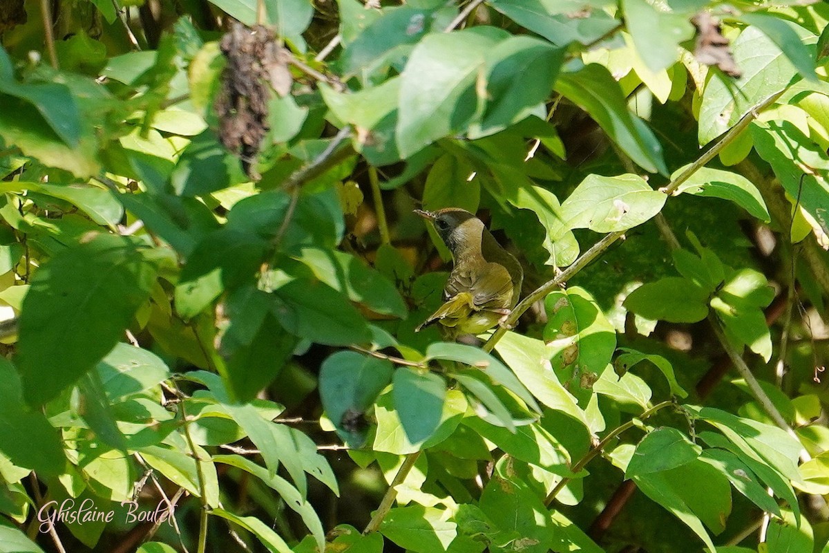 Common Yellowthroat - ML623720725