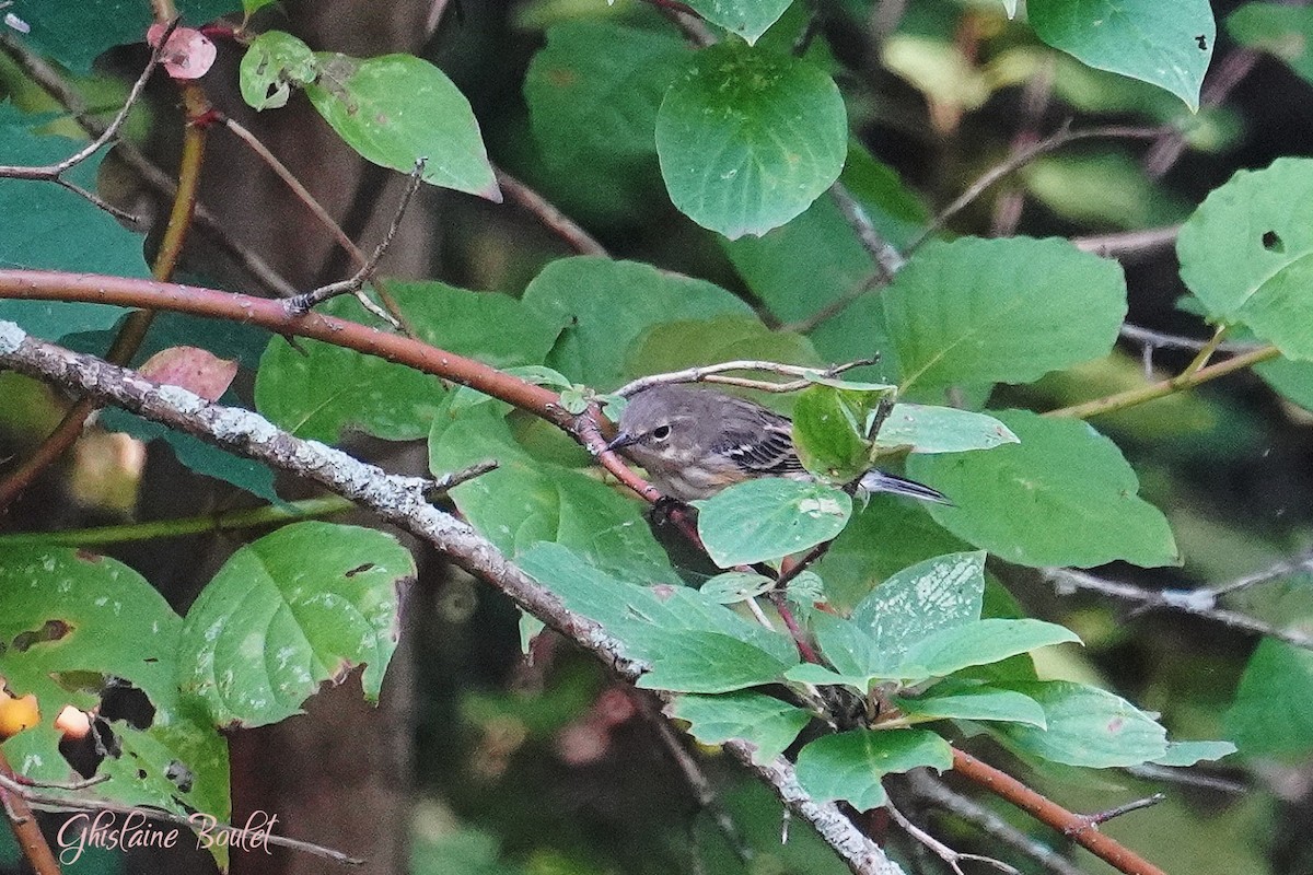 Yellow-rumped Warbler - ML623720732