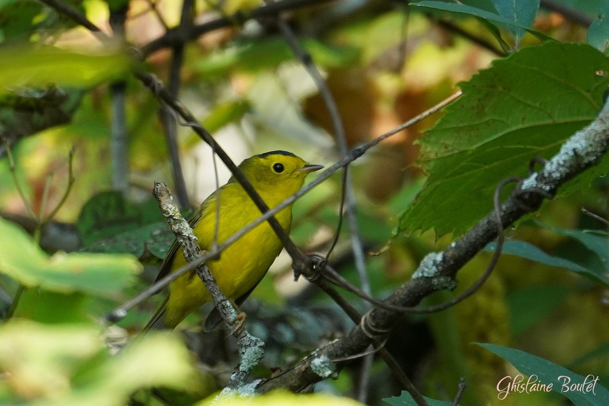 Wilson's Warbler - ML623720742