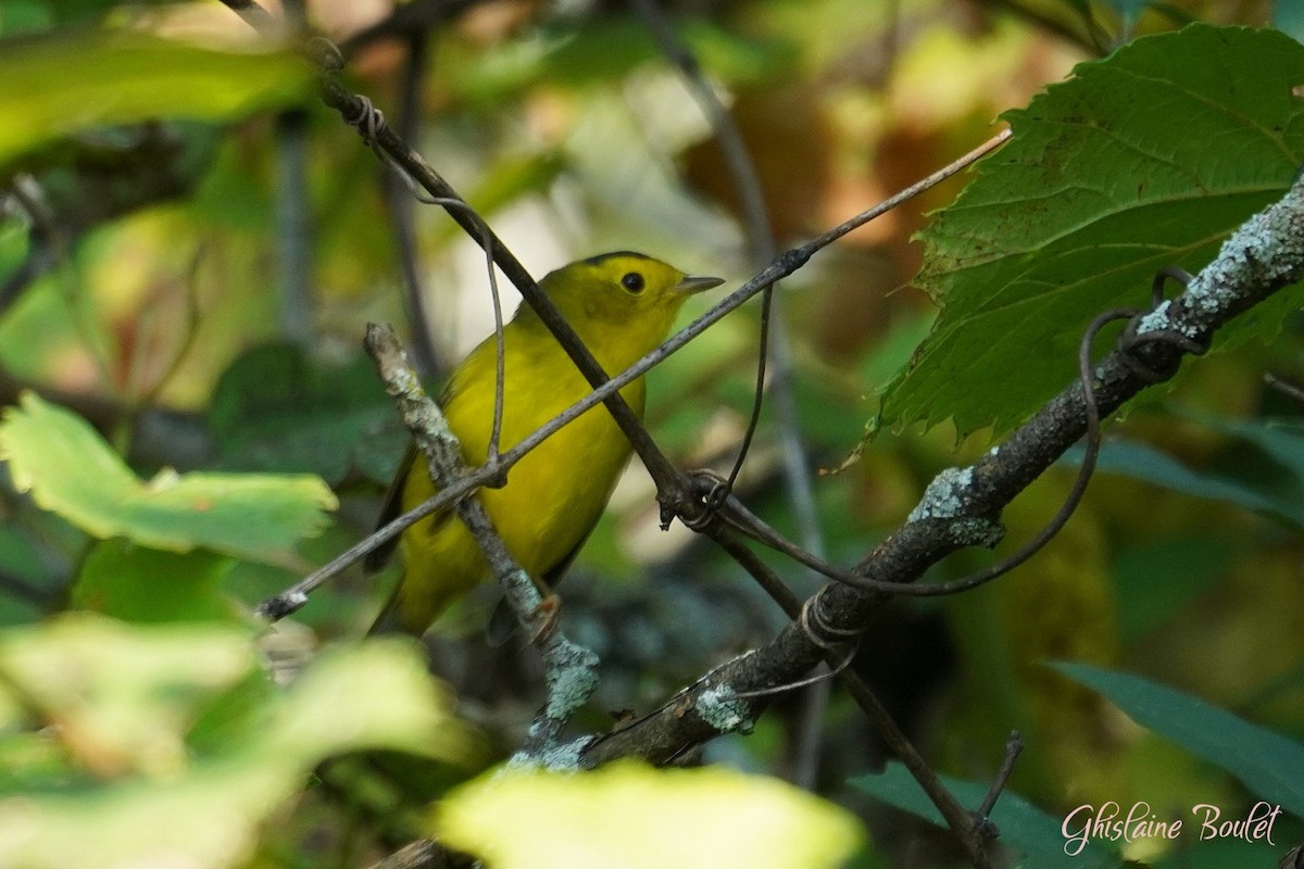 Wilson's Warbler - ML623720743