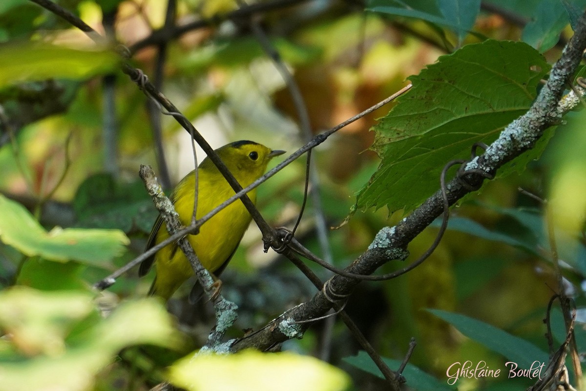 Wilson's Warbler - Réal Boulet 🦆