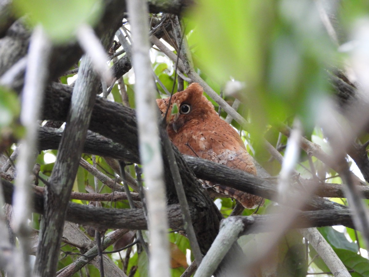 Sokoke Scops-Owl - ML623720768