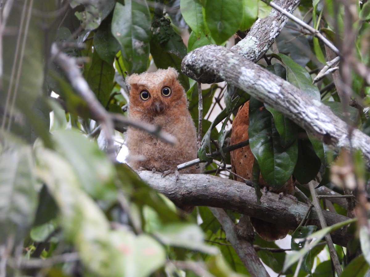 Sokoke Scops-Owl - ML623720774