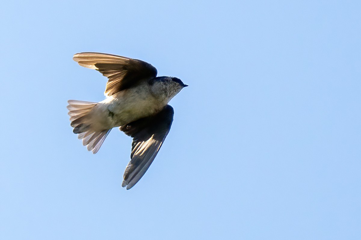 Hirondelle à face blanche - ML623720776