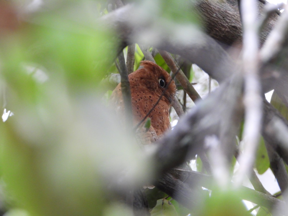 Sokoke Scops-Owl - ML623720782