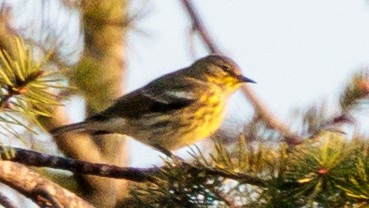 Cape May Warbler - ML623720795