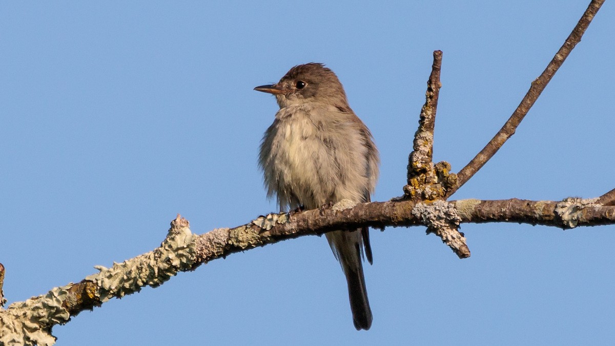 Eastern Wood-Pewee - ML623720809