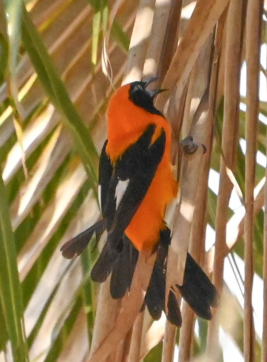 Orange-backed Troupial - ML623720819