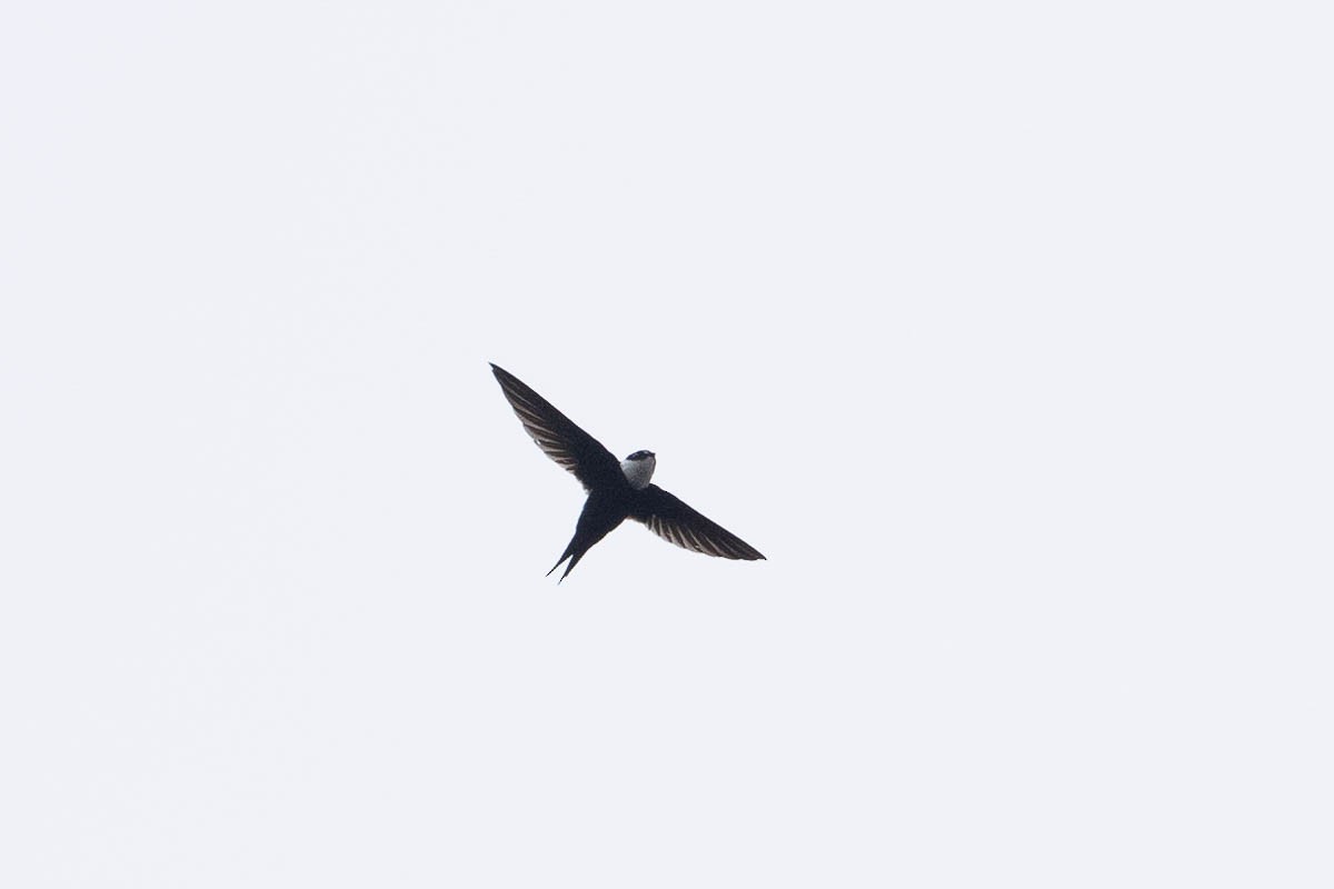 Lesser Swallow-tailed Swift - ML623720827