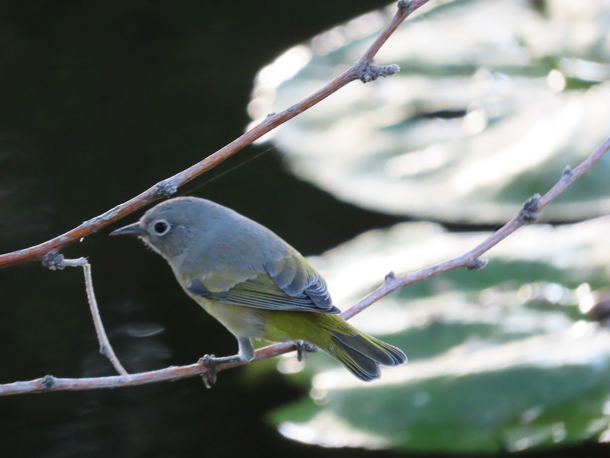 Nashville Warbler - ML623720834