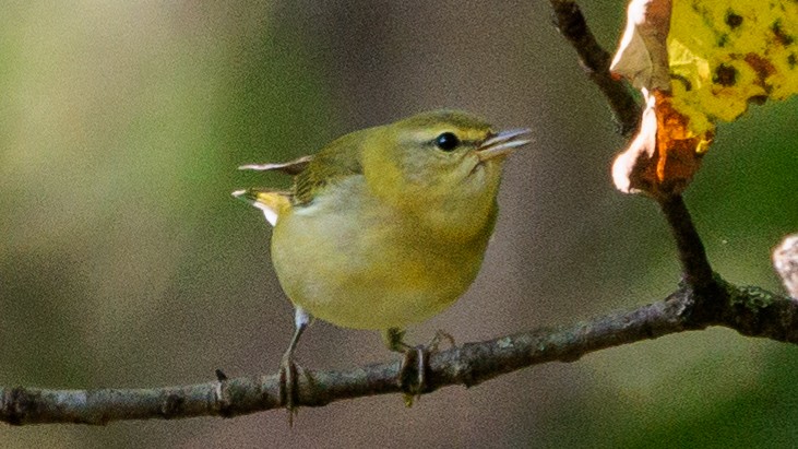 Tennessee Warbler - ML623720854