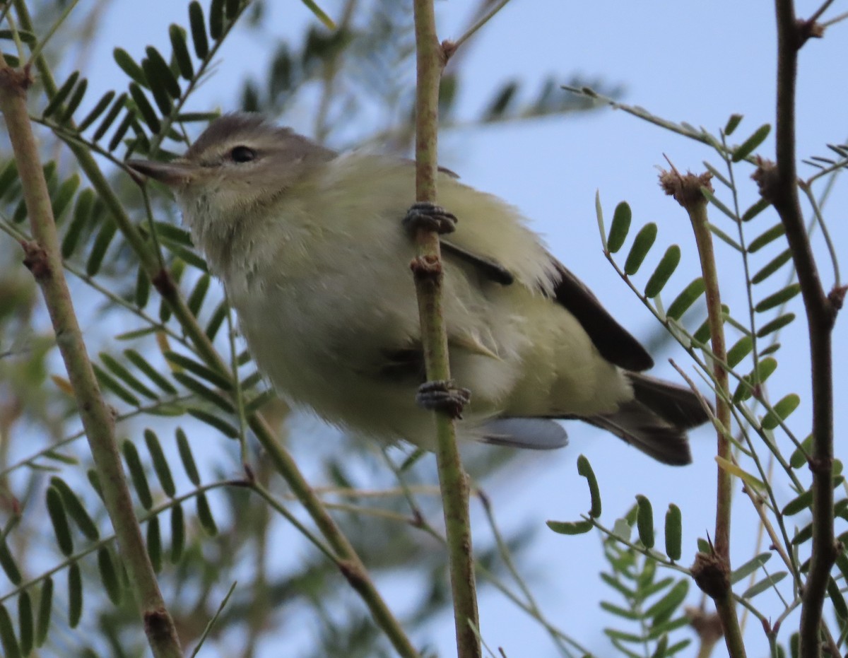 Warbling Vireo - ML623720868