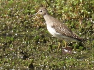 Andarríos Solitario - ML623720874