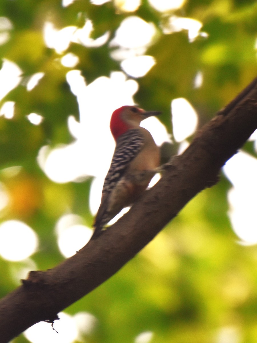 Red-bellied Woodpecker - ML623720889