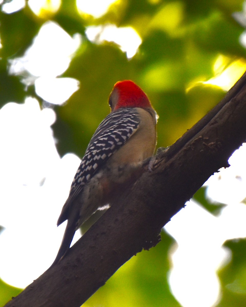 Red-bellied Woodpecker - ML623720890