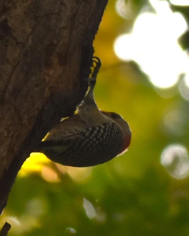 Red-bellied Woodpecker - ML623720891